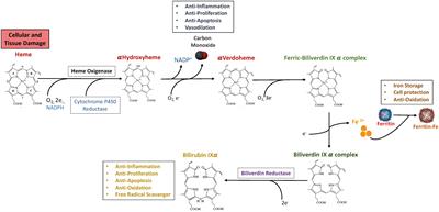 Heme catabolism and heme oxygenase-1-expressing myeloid cells in pathophysiology